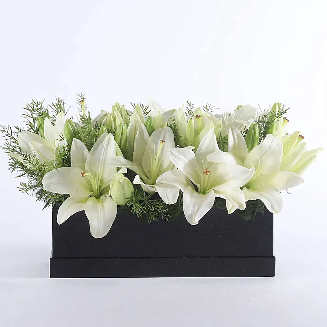 Elegant White Asiatic Lilies